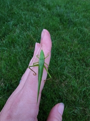 Neoconocephalus ensiger