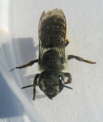 Megachilinae