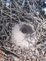 Myrmeleon formicarius