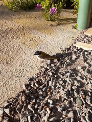Melithreptus chloropsis