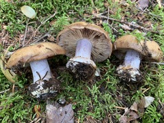 Cortinarius