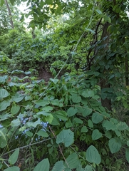 Smilax tamnoides