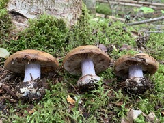 Cortinarius