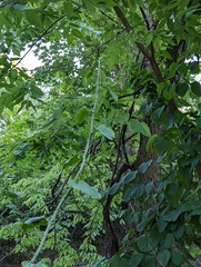 Smilax tamnoides