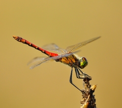Sympetrum depressiusculum