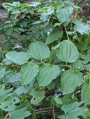 Smilax tamnoides