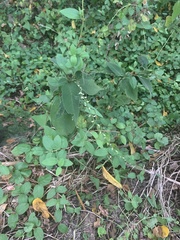 Persicaria virginiana