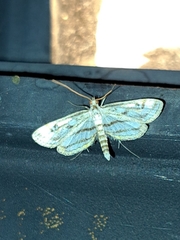 Parapoynx badiusalis