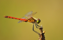 Sympetrum depressiusculum