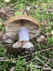 Cortinarius