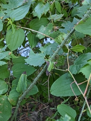 Smilax tamnoides