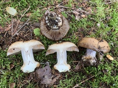 Cortinarius