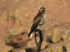 Geranoaetus polyosoma