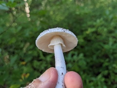 Amanita