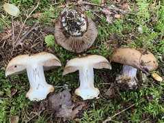 Cortinarius