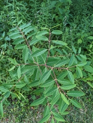 Apocynum cannabinum