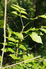 Fraxinus quadrangulata