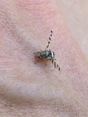 Pseudotephritina