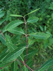Apocynum cannabinum