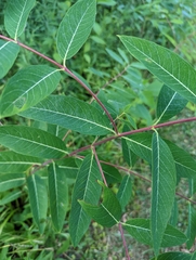 Apocynum cannabinum