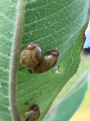 Succineidae