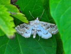 Parapoynx stratiotata