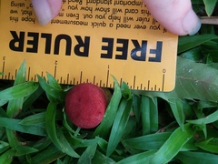 Boletaceae