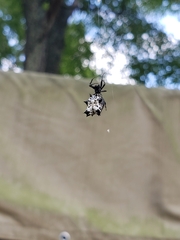 Micrathena gracilis