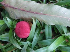 Boletaceae