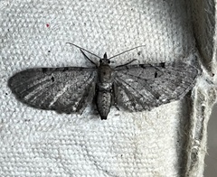 Eupithecia absinthiata