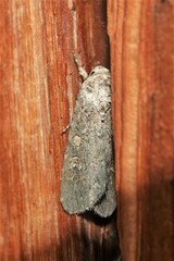 Spodoptera frugiperda