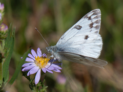 Pontia occidentalis