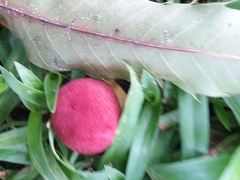 Boletaceae