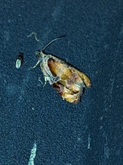 Zomaria interruptolineana