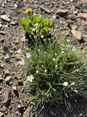 Eremogone capillaris