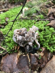 Clavulina cinerea