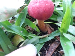 Boletaceae