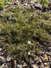 Eremogone capillaris