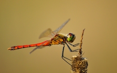 Sympetrum depressiusculum