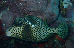 Lactophrys bicaudalis