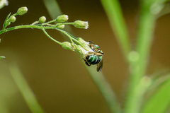 Agapostemon sericeus