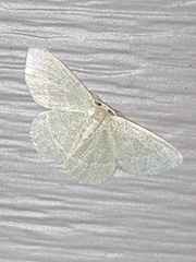 Chlorochlamys chloroleucaria