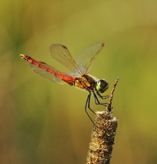 Sympetrum depressiusculum