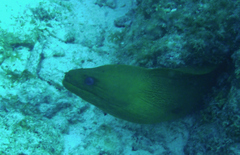 Gymnothorax funebris