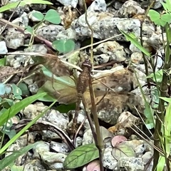 Neurothemis fluctuans