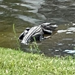 Alligator mississippiensis