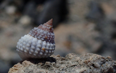 Cenchritis muricatus