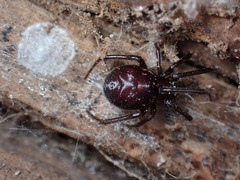 Steatoda grossa