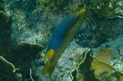 Bodianus rufus