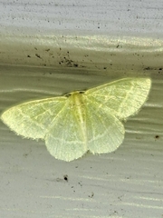 Chlorochlamys chloroleucaria